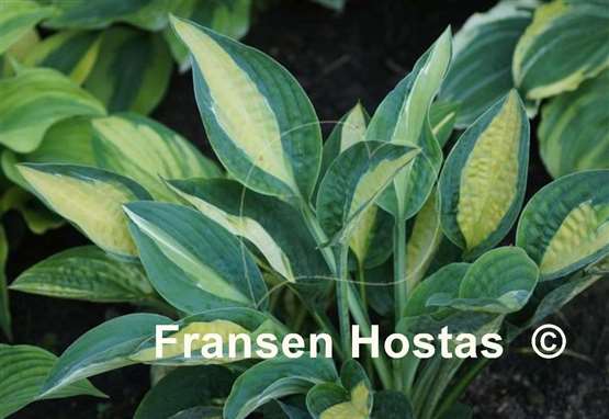 Hosta Hot Kiss